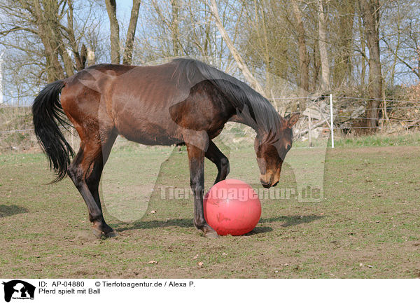 Pferd spielt mit Ball / AP-04880