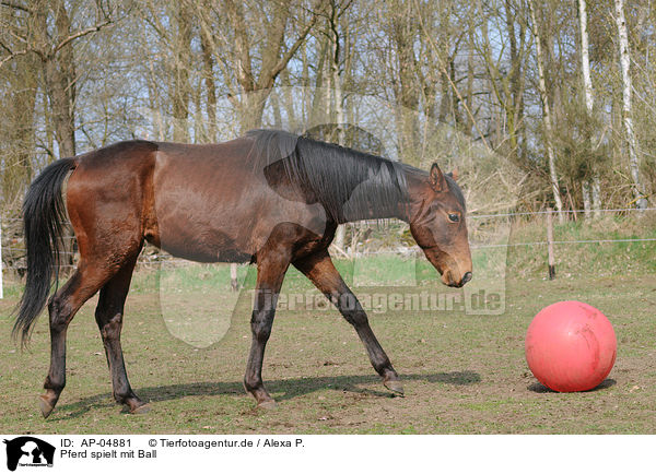Pferd spielt mit Ball / AP-04881