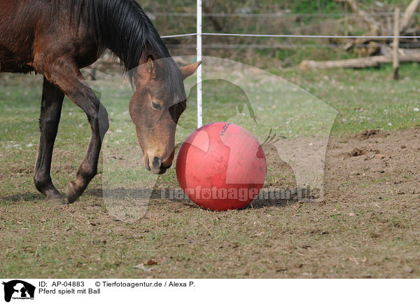 Pferd spielt mit Ball / AP-04883