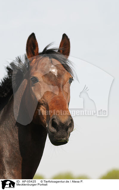 Mecklenburger Portrait / Mecklenburg Horse Portrait / AP-05425