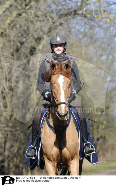 Frau reitet Mecklenburger / woman rides Mecklenburger horse / AP-07884