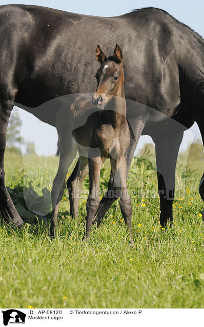 Mecklenburger / Mecklenburger horses / AP-08120