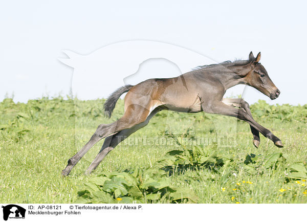 Mecklenburger Fohlen / Mecklenburger horse foal / AP-08121