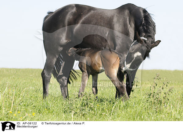 Mecklenburger / Mecklenburger horses / AP-08122