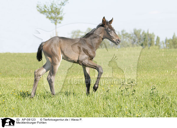 Mecklenburger Fohlen / Mecklenburger horse foal / AP-08123