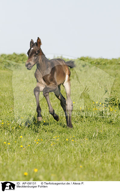 Mecklenburger Fohlen / Mecklenburger horse foal / AP-08131