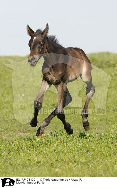 Mecklenburger Fohlen / Mecklenburger horse foal / AP-08132