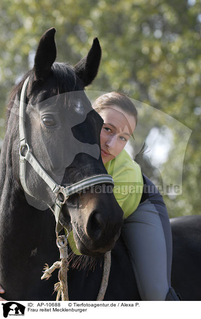 Frau reitet Mecklenburger / woman rides warmblood / AP-10688