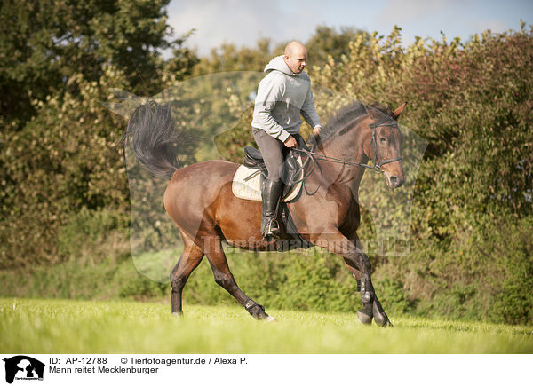 Mann reitet Mecklenburger / man rides Mecklenburg Warmblood / AP-12788