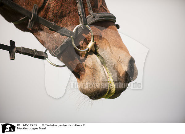 Mecklenburger Maul / Mecklenburg Warmblood mouth / AP-12789
