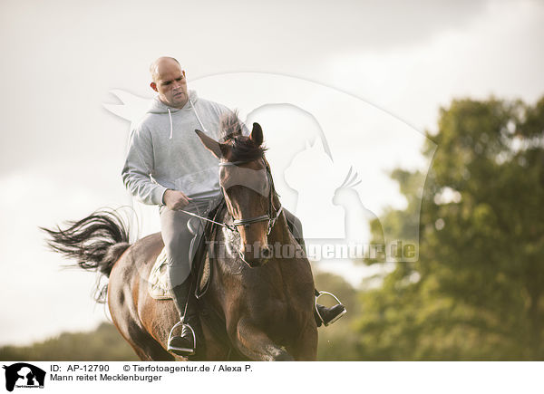 Mann reitet Mecklenburger / man rides Mecklenburg Warmblood / AP-12790