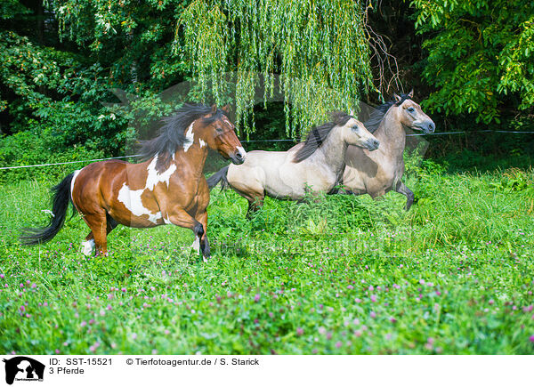 3 Pferde / 3 horses / SST-15521