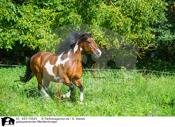 galoppierender Mecklenburger / galloping Mecklenburg Warmblood / SST-15524