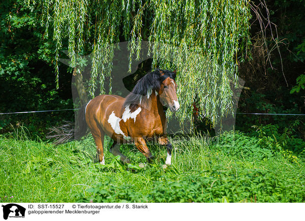 galoppierender Mecklenburger / galloping Mecklenburg Warmblood / SST-15527