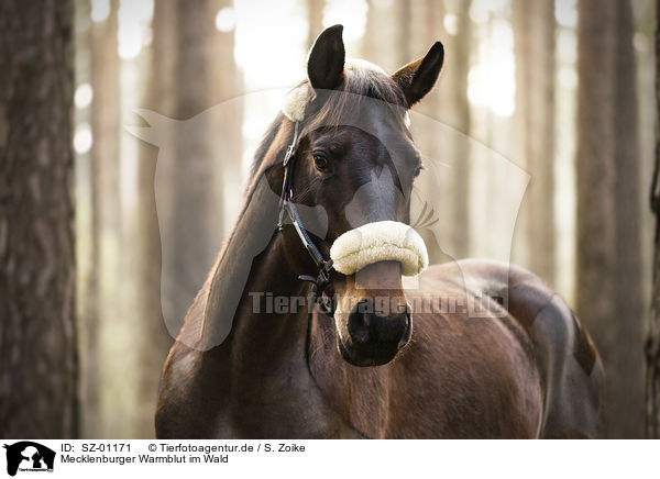 Mecklenburger Warmblut im Wald / Mecklenburg Warmblood in the forest / SZ-01171