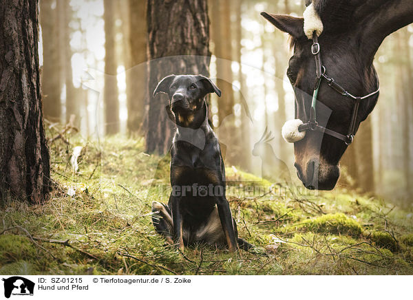 Hund und Pferd / dog and horse / SZ-01215