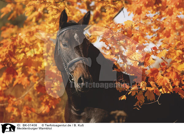 Mecklenburger Warmblut / Mecklenburg Warmblood / BK-01408