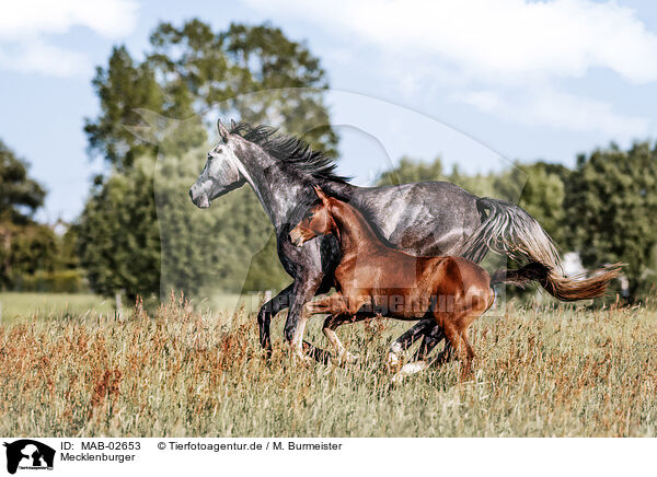 Mecklenburger / Mecklenburg horses / MAB-02653