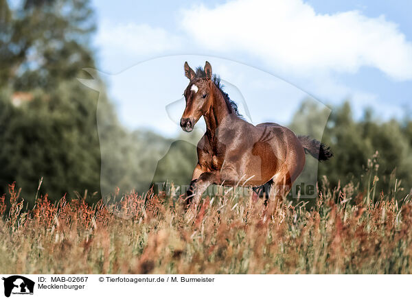 Mecklenburger / Mecklenburg Warmblood / MAB-02667