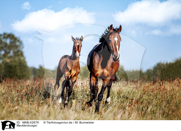 Mecklenburger / Mecklenburg horses / MAB-02676