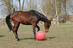 Pferd spielt mit Ball