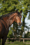 Mecklenburger Portrait