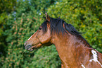 Mecklenburger Portrait