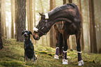 Hund und Pferd