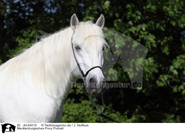 Mecklenburgisches Pony Portrait / Mecklenburg Pony Portrait / JH-24015