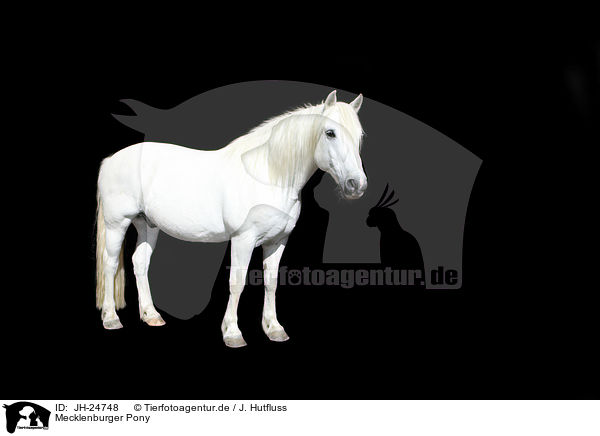 Mecklenburger Pony / JH-24748