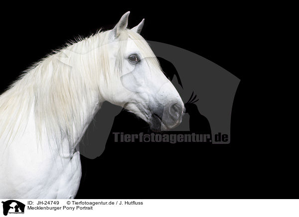 Mecklenburger Pony Portrait / JH-24749