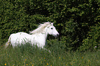 galoppierendes Mecklenburgisches Pony