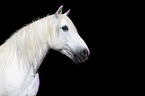 Mecklenburger Pony Portrait