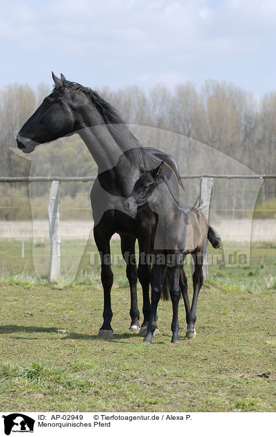 Menorquinisches Pferd / black horse / AP-02949