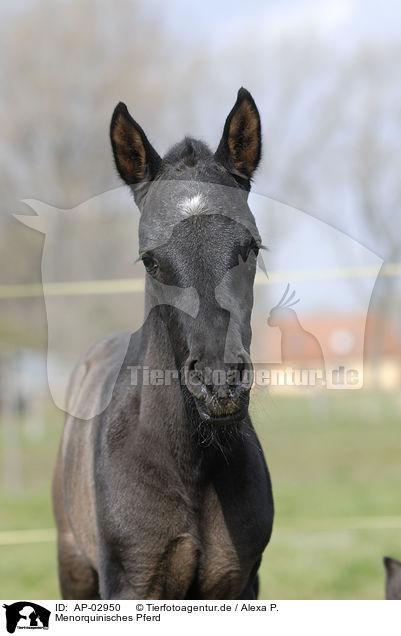 Menorquinisches Pferd / black horse / AP-02950