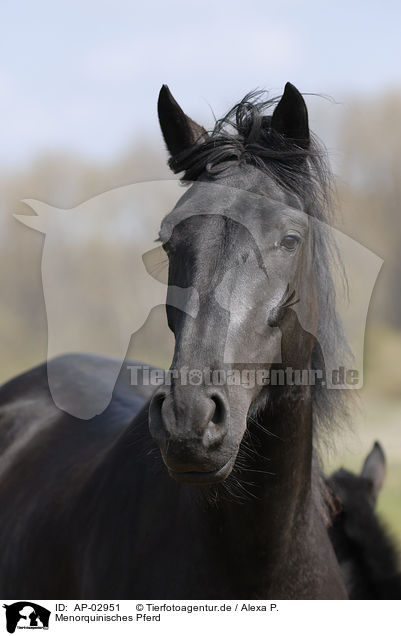 Menorquinisches Pferd / AP-02951