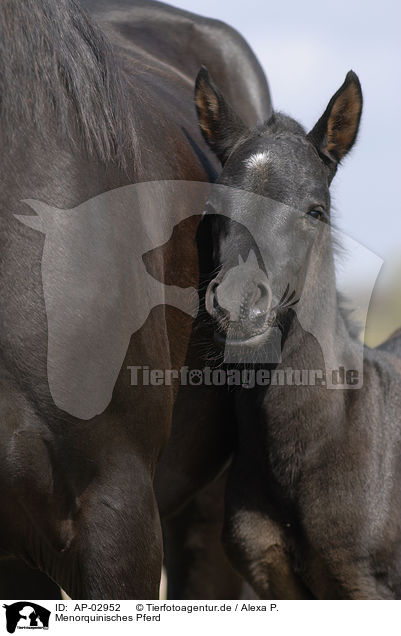 Menorquinisches Pferd / AP-02952