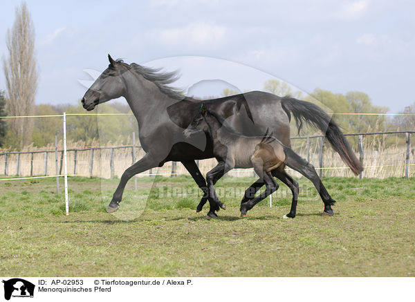 Menorquinisches Pferd / AP-02953