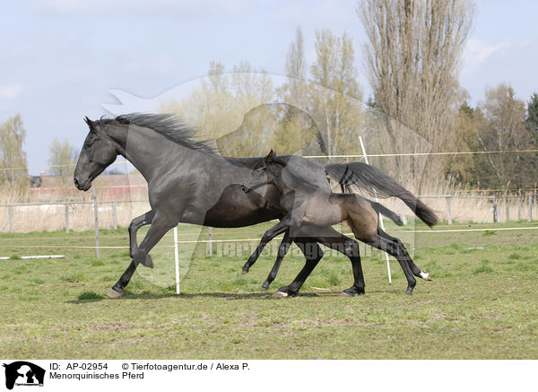 Menorquinisches Pferd / AP-02954