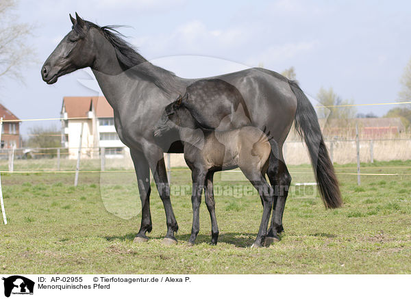 Menorquinisches Pferd / AP-02955