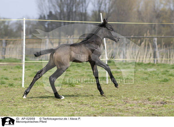 Menorquinisches Pferd / black horse / AP-02959
