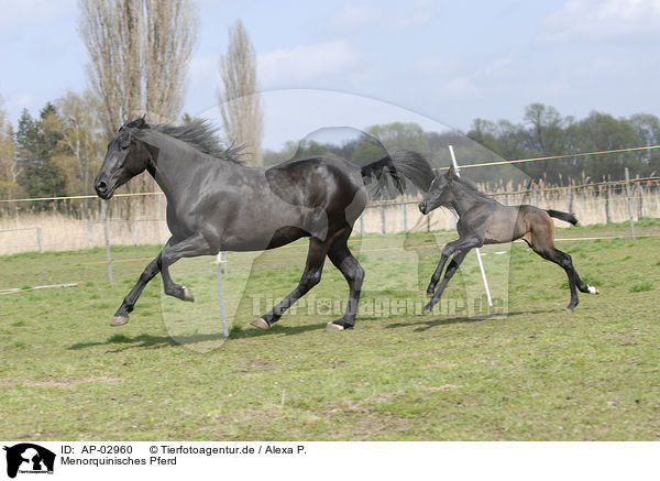 Menorquinisches Pferd / black horse / AP-02960