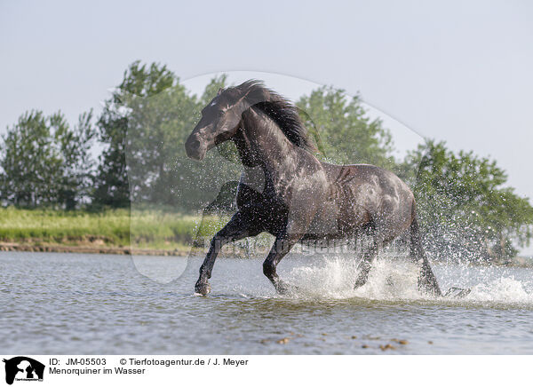 Menorquiner im Wasser / JM-05503