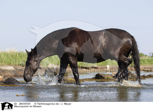 Menorquiner im Wasser / Minorcan in the water / JM-05504