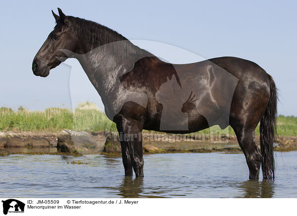 Menorquiner im Wasser / Minorcan in the water / JM-05509