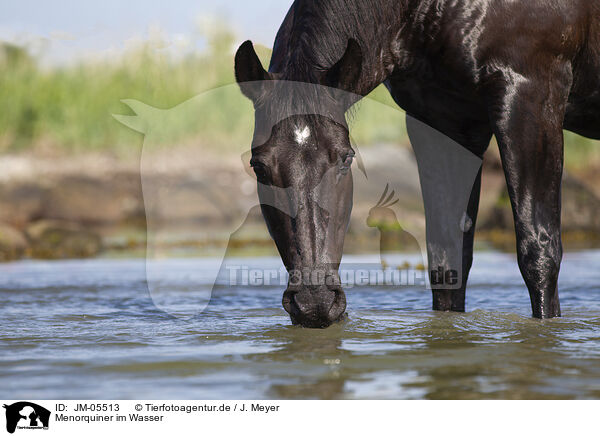 Menorquiner im Wasser / JM-05513