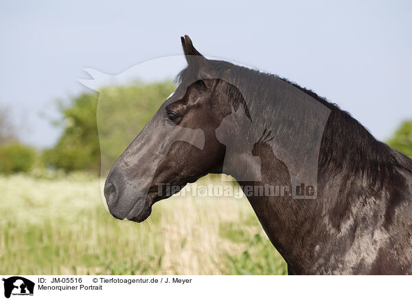 Menorquiner Portrait / JM-05516