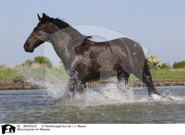 Menorquiner im Wasser / JM-05525