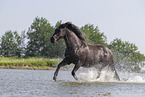 Menorquiner im Wasser