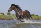 Menorquiner im Wasser